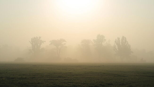 Mist across forest